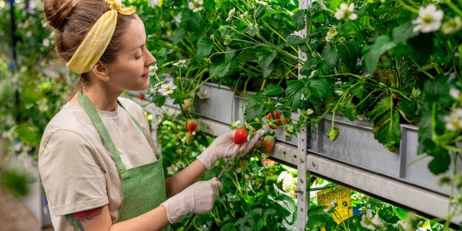 Efficient Greenhouse Growing: Embrace Vertical Gardening Solutions