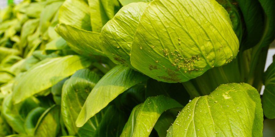 Smart Greenhouse Pest Control: How to Identify, Prevent, and Manage Infestations