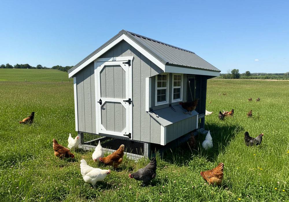 Dakota Chicken Coop